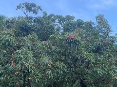 -荔香公园