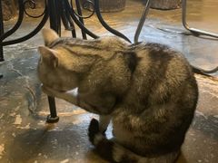 -猫猫幼稚园·撸猫·桌游·电玩