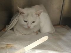 -宠爱国际动物医院· 猫科· 外科·中兽医(长白店)