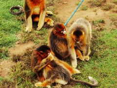 -西霞口神雕山野生动物世界