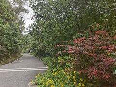 -广州白江湖森林公园