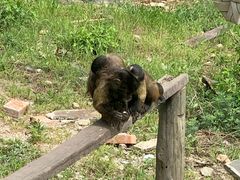 -青岛森林野生动物世界