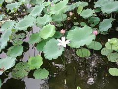 -八卦田遗址公园