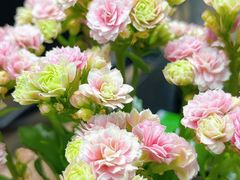 -双季花艺园艺市场(浦东店)