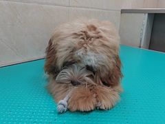 -美联众合爱康动物医院•复杂内科•肿瘤科•牙科•腔镜诊疗中心