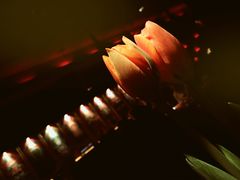 -花马天堂云南餐厅 Lost Heaven(外滩店)