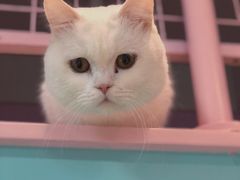 -70cat德文卷毛猫·缅因猫纯种猫舍