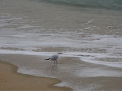 -海云台海滩