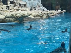 -帝企鹅自助餐厅•儿童岛•真企鹅(长隆企鹅酒店)