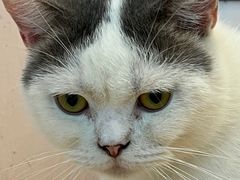 -猫咪派对(江南西店)