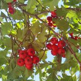 今日水果：山楂[礼花]