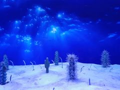 -芜湖新华联大白鲸海洋公园