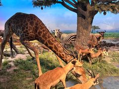 -国家自然博物馆