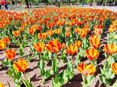 -长春公园(普阳街道)