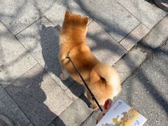 -四月宠物医院·猫专科·心脏专科·内科(转塘店)