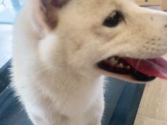 -南京Hallo宠物乐园·哈罗犬舍·柴犬繁育基地