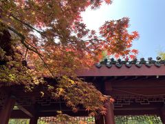 -橘子洲景区