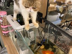 -平行世界·猫咖(首经贸店)