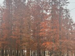 -白鹭湾湿地公园