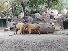 -上海野生动物园