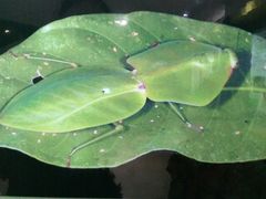 -上海昆虫博物馆