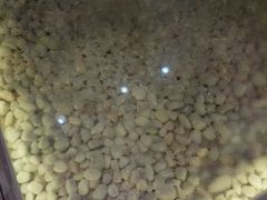 -狐狸和向日葵(北京路店)