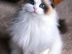 -Bastet sally猫舍购宠(静安店)