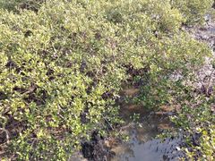 -北海金海湾红树林生态旅游区