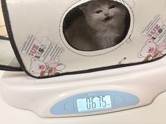 -北京观赏动物医院·24小时大型综合·猫专科·异宠专科