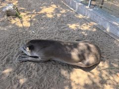 -西霞口神雕山野生动物世界