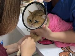 -伟伟宠物医院·瑞派猫友好医院·猫科(光谷店)