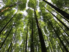 景点-山王坪喀斯特国家生态公园