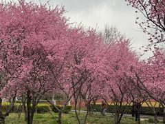 -白塘生态植物园