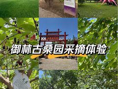 -御林古桑园