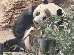 -石家庄市动物园