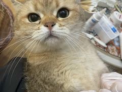 -Meowの猫咖(万家丽店)