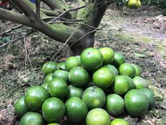 -红旗山庄(圭峰山店)