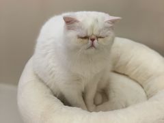 -More Fun猫咖 二十只万元加菲主题