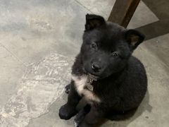 -李四哥太安鱼食府