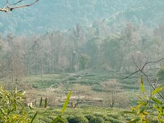 -野蔓果·山野菜(西湖景区·龙井茶田店)