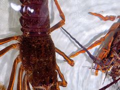 -万龙洲海鲜(大兴绿地缤纷城店)