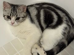 -lincat·猫舍(广州店)