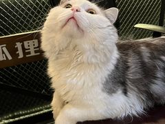 -Mr.Fox狐狸先生超级密室(南山店)