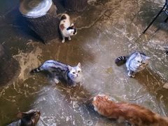 -猫猫幼稚园·撸猫·桌游·电玩