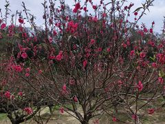 -南国桃园旅游度假区