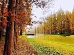 -黄海国家森林公园