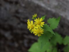 -宁波五龙潭景区
