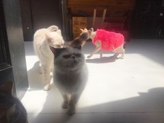 -猫色咖啡·猫咖