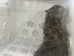 -爱洗澡的猫(天河路店)