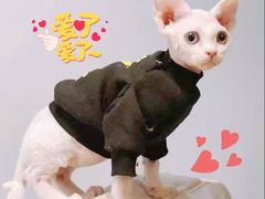 -十年猫舍·猫咪专门店(普陀店)